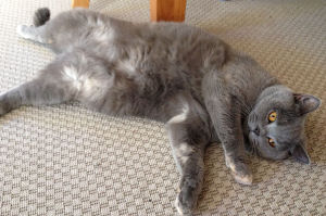 Molly the blue British Shorthair